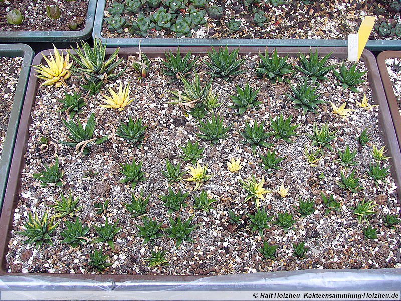 52 Haworthia attenuata