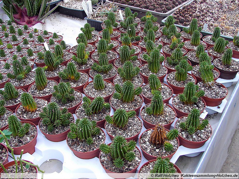 57 Hoodia gordonii