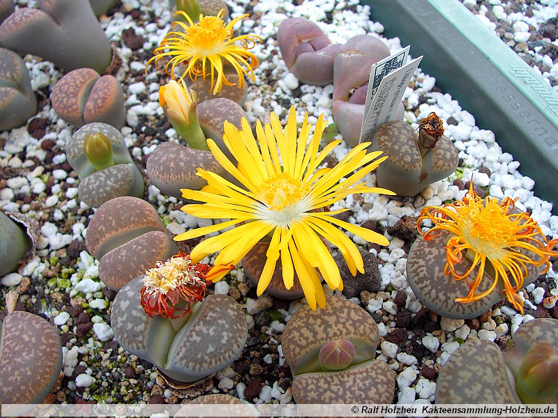 62 Lithops gesinae var. annae