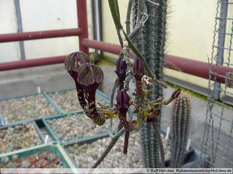 64 Ceropegia aristolochioides ssp. deflersiana