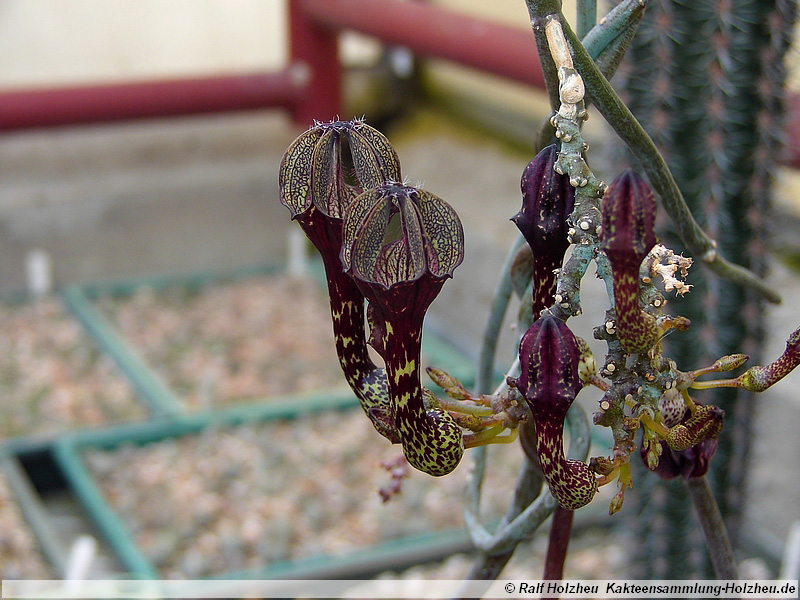 65 Ceropegia aristolochioides ssp. deflersiana