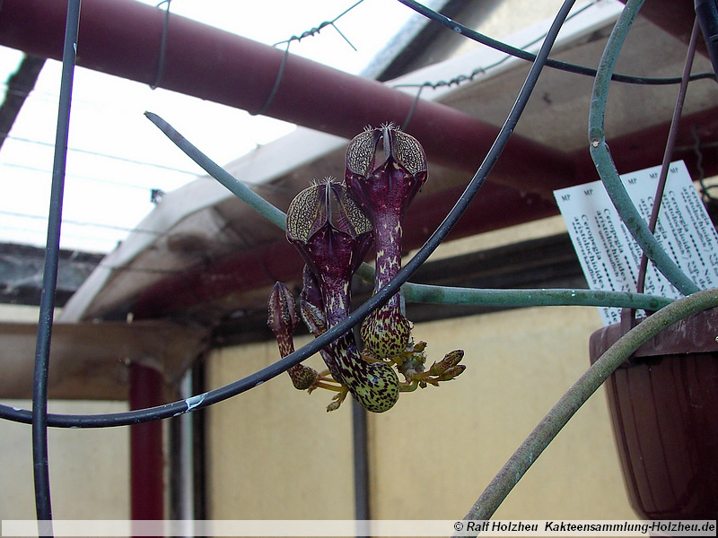 66 Ceropegia aristolochioides ssp. deflersiana