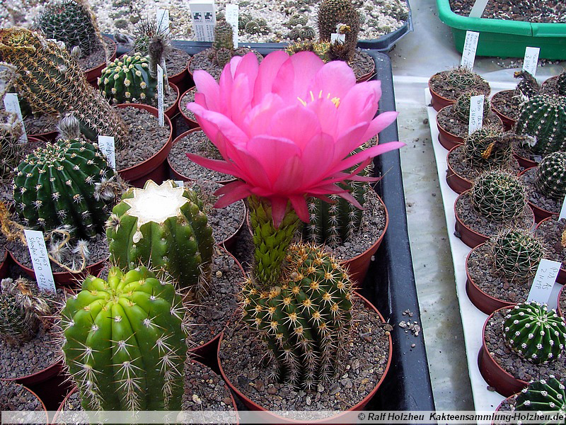 68 Echinopsis spec.