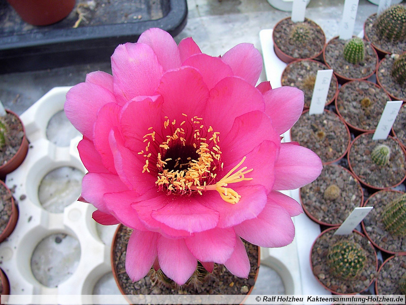 69 Echinopsis spec.