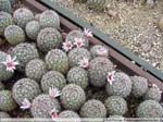 03 Mammillaria slevinii