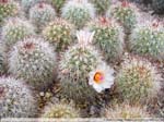 04 Mammillaria verhaertiana