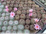 05 Mammillaria shurliana