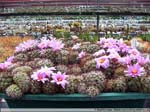 24 Bartschella schumannii
