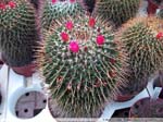 28 Mammillaria ingens