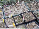 39 Mammillaria theresae