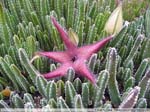 41 Stapelia spec.