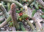 44 Echidnopsis cereiformis var. brunnea