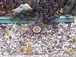 46 Stapelia spec.