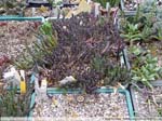 47 Stapelia spec.
