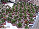 57 Hoodia gordonii