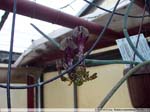 66 Ceropegia aristolochioides ssp. deflersiana
