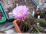 70 Echinopsis spec.