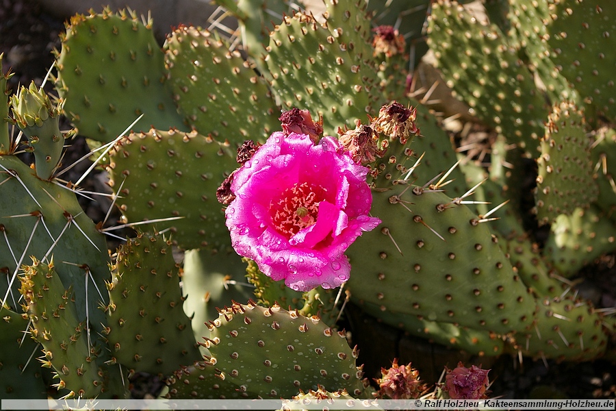 05 Opuntia violett