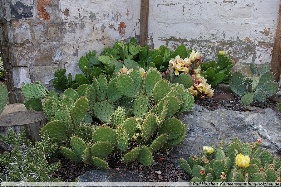 09 Opuntia spec.