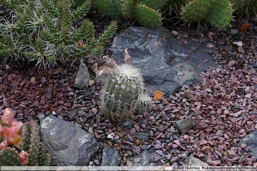 10 Echinocereus reichenbachii