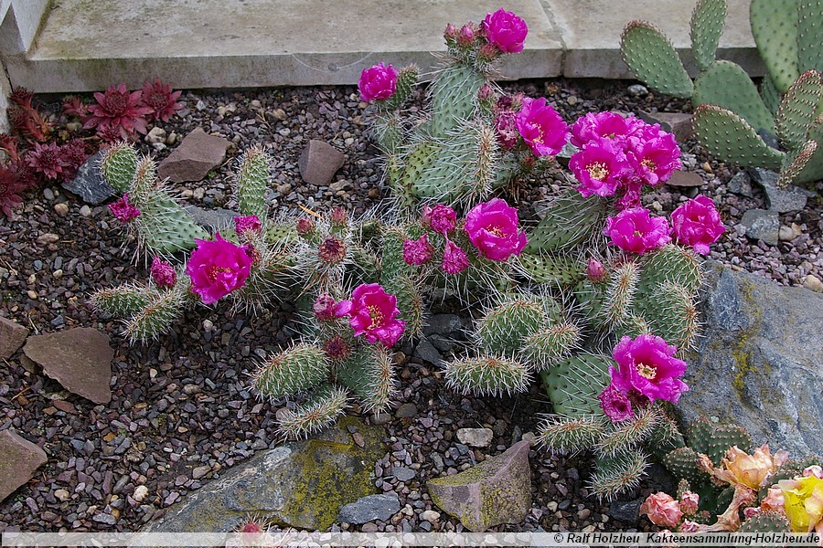 11 Opuntia spec.
