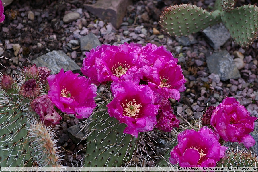13 Opuntia spec.