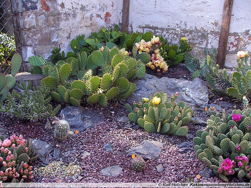 18 schön gewachsene Opuntia