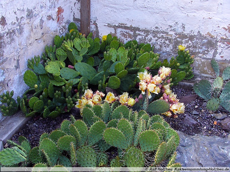 19 ganz hinten Opuntia humifusa