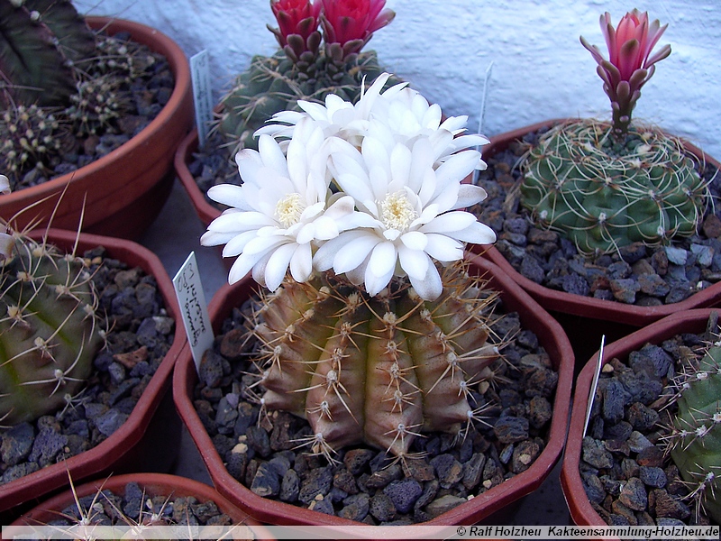 23 Gymnocalycium anisitsii
