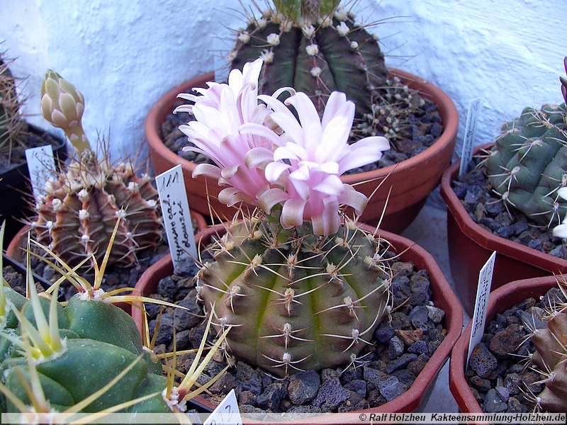 24 Gymnocalycium damsii