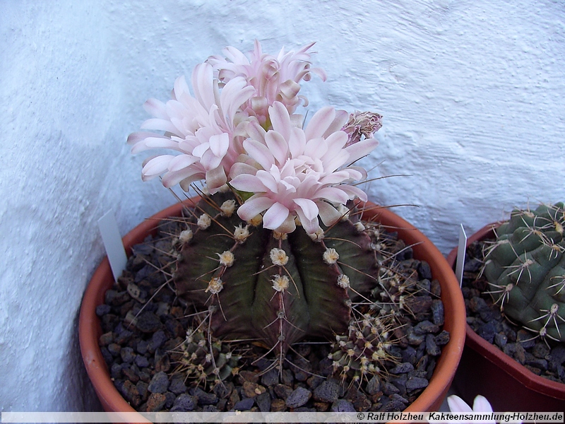 25 Gymnocalycium spec.