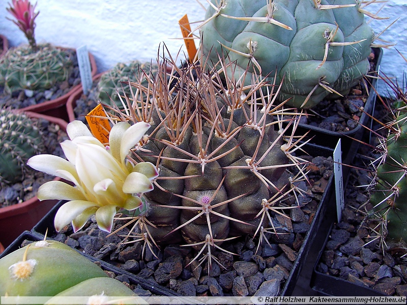 27 Gymnocalycium schickendantzii