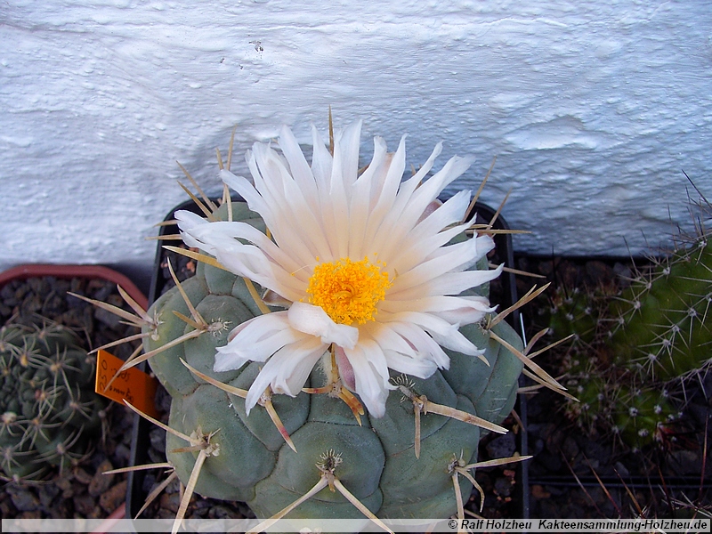 29 Thelocactus spec.