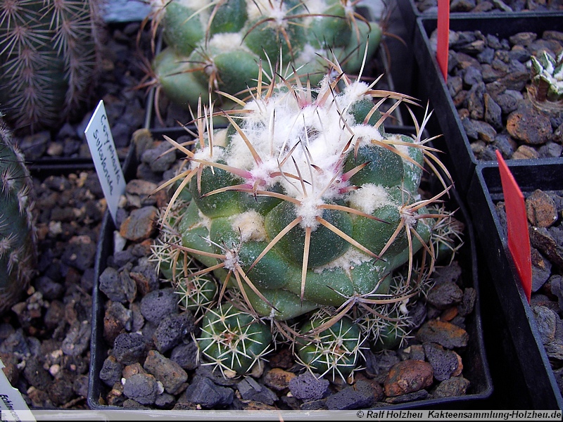 30 Coryphantha sulcolanata
