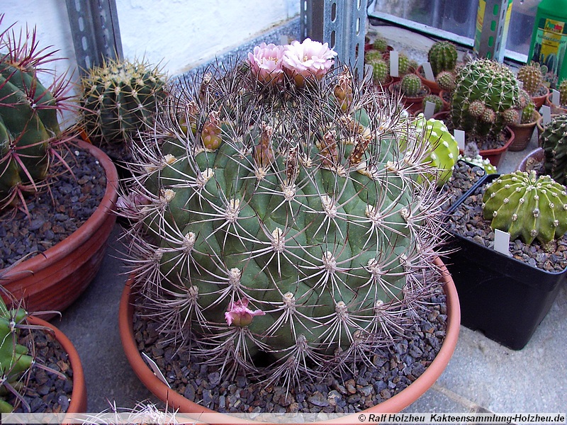 31 Gymnocalycium saglionis