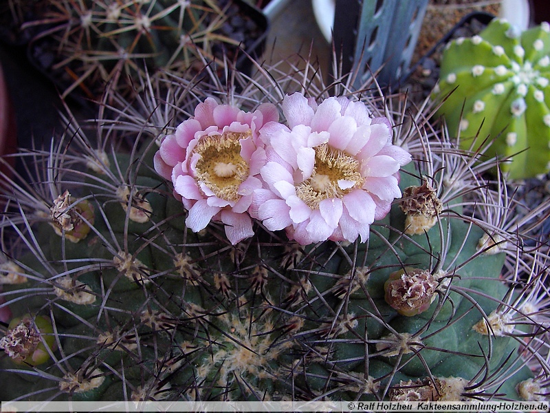 32 Gymnocalycium saglionis