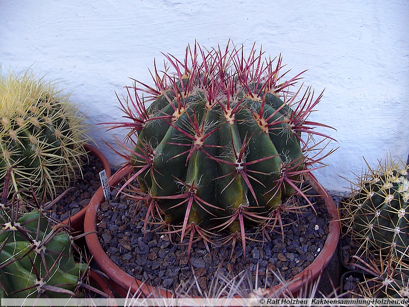 33 Ferocactus stainesii var. pilosus