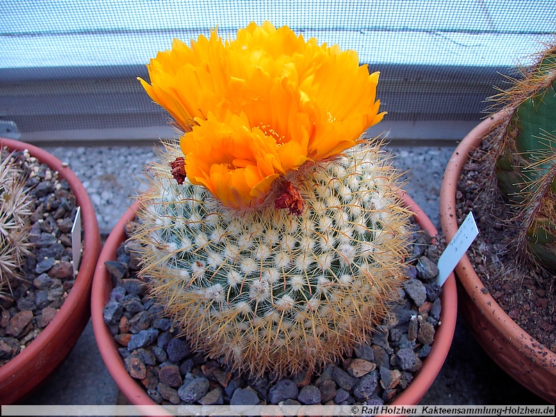 34 Parodia spec.