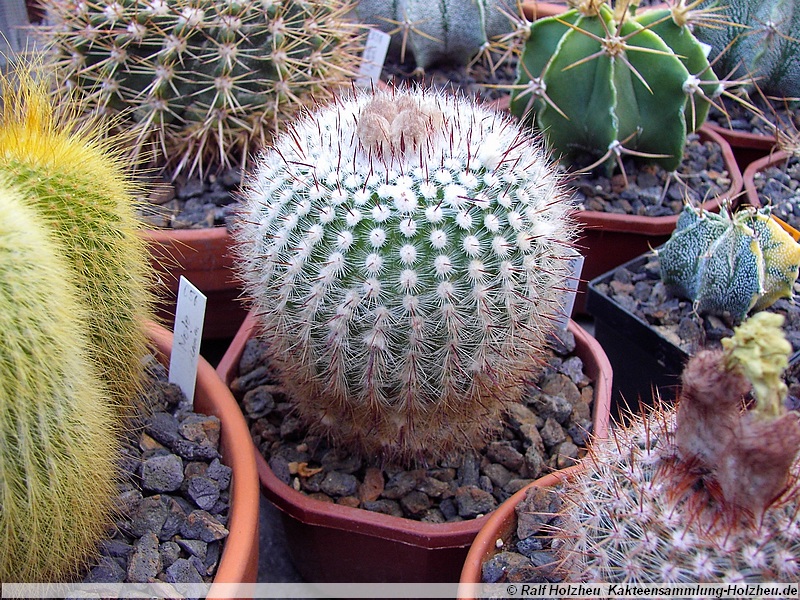37 Notocactus scopa