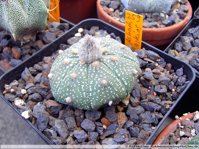38 Astrophytum asterias