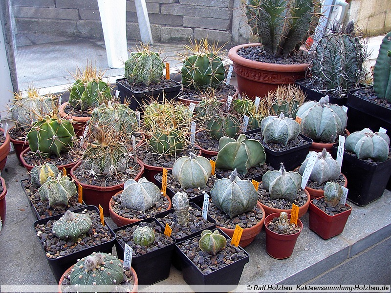 39 Astrophytum