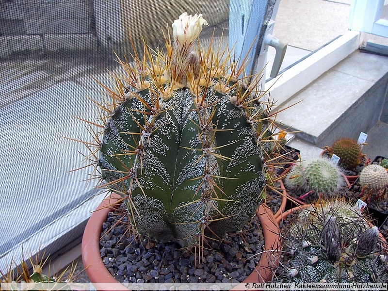 40 Astrophytum ornatum