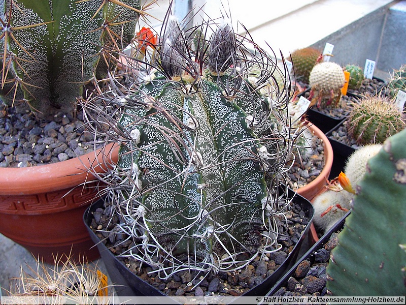 41 Astrophytum senile