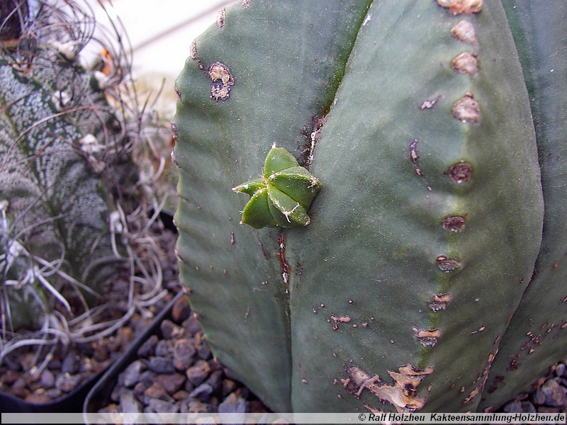 45 ganz besondere Wuchsform an Astrophytum myriostigma var. nudum