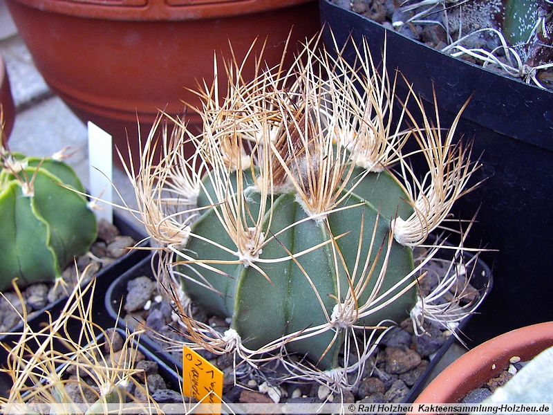 46 Astrophytum spec.