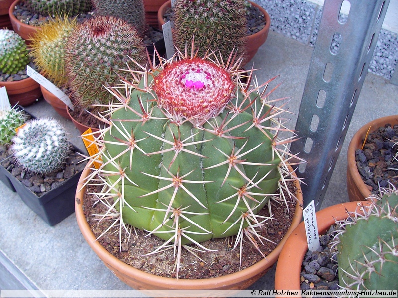 47 Melocactus neyri