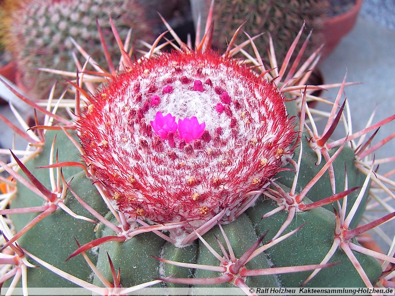 48 Melocactus neyri