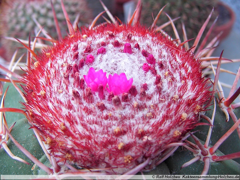 49 Melocactus neyri