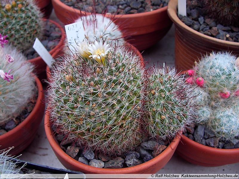 50 Mammillaria zeilmanniana var. albiflora