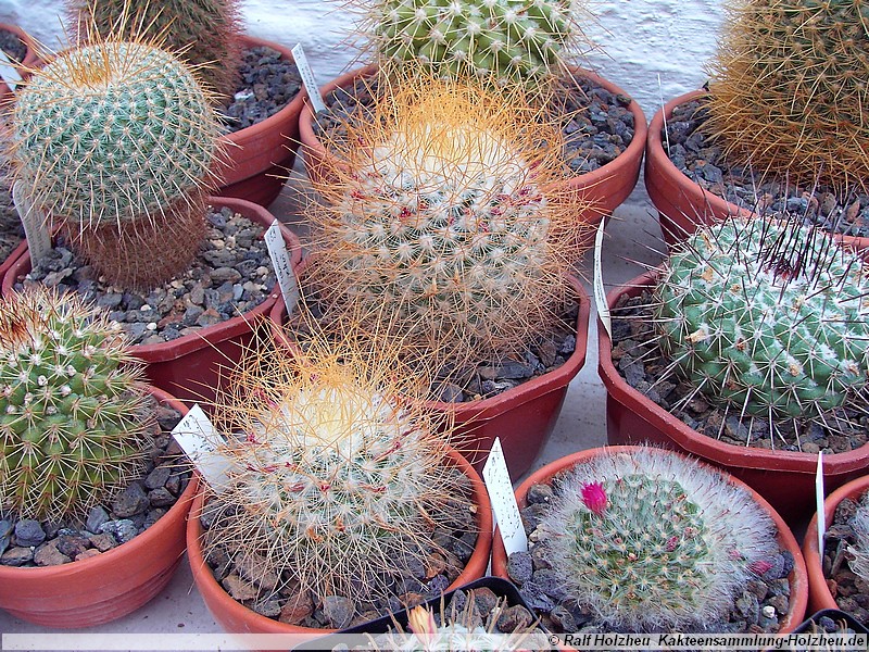 51 Mammillaria leptacantha